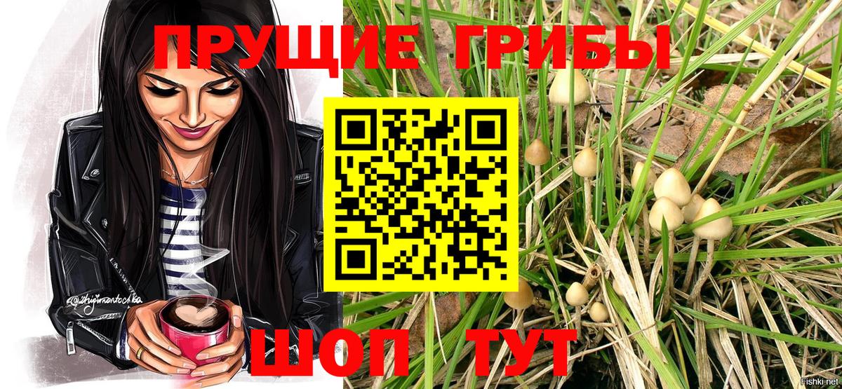 Псилоцибиновые грибы Psilocybe Дедовск